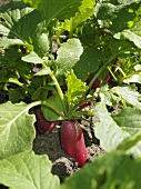 Radishes in the ground