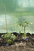 Tomato plants in a tomato greenhouse