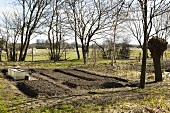 Early beets in a vegetable garden in spring