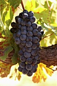 Pinotage grapes on the vine (Scali Winery, Paarl, Western Cape, SA)