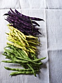 Green, yellow and purple bush beans