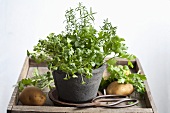 A pot of cress, parsley and rosemary