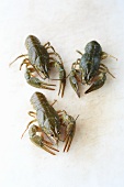 Three crayfish