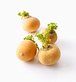 Boule d'Or turnips