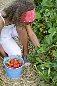 A girl picking strawberries in a strawberry field