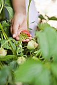 A child's hand holding strawberries on a plant