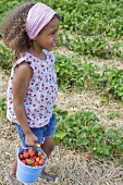 A little girl carrying a bucket of freshly picked strawberries in a strawberry field