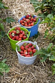 Three buckets of freshly picked strawberries in a strawberry field