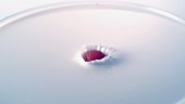 A raspberry falling into milk
