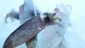 Sich drehende, gefrorene Tintenfische