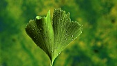 Ginkgo leaf with dewdrops