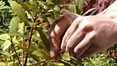 Hand picking fresh bay leaves
