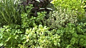 Herb garden