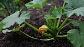 Courgette plants in a garden