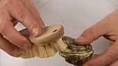 An oyster shell being cleaned with a kitchen brush