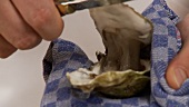 An oyster being opened with an oyster knife