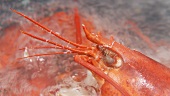 Lobster being cooked (close-up)