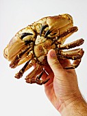 Hand hält eine Krabbe