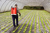 Farmer using sprayer in lettuce greenhouse