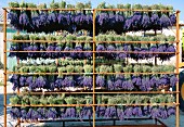 Lavendel für Parfüm trocknen, Provence, Frankreich