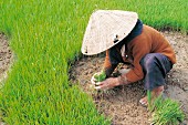 Woman harvesting rice