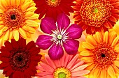 Clematis and gerbera flowers