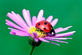 Ladybird on a flower