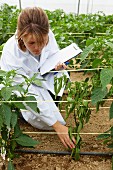 Person checking pepper plants in a greenhouse