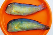 Razor-Fisch (Xyrichtys Novacula)