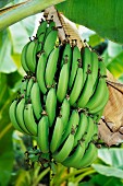 Bananas on the tree, Thailand