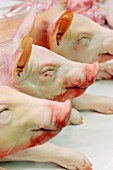 Pigs heads at La Boqueria market, Barcelona, Spain