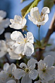 Cherry blossom on the branch (close-up)