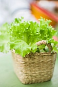 A basket of young lettuce