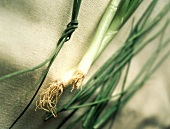 Scallions and Chives