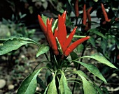 Yatsafusa Peppers on the Plant