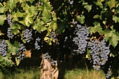 Cabernet Grapes on the Vine