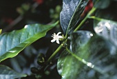 Flower on Coffee Bean Plant