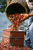 Worker measuring Coffee Beans in Costa Rica