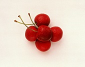 Five Fresh Cherries with Stems
