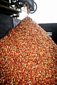 Coffee cherries being shelled by a machine