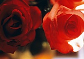 Zwei rote Rosen, Nahaufnahme