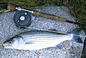 Frisch gefangener Striped Bass auf Steinplatte mit Angel