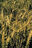 Wheat in a Wheat Field
