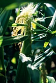 Corn on the Cob in Husk; Corn Field