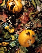 Pumpkins and Gourds with Fall Leaves
