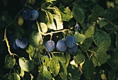Damson Plums Growing on a Tree