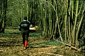 A Man Looking For Wild Mushrooms