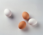weiße & braune Eier