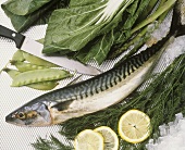 Frische Makrele, umgeben von Gemüse, Dill und Zitrone