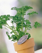 Parsley Growing in a Clay Pot